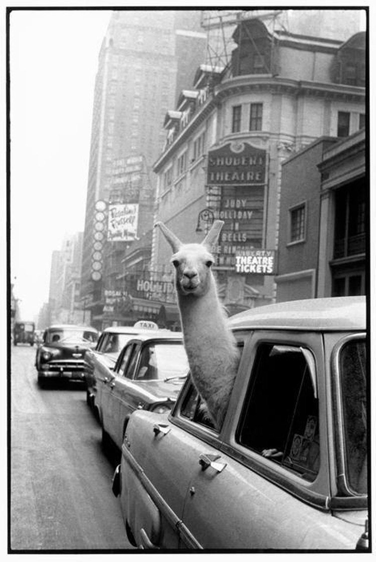 Llama in Time Square