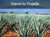 Travel to Tequila
