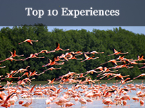Top 10 Experiences